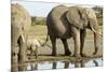 Elephant Calf and Herd-null-Mounted Photographic Print