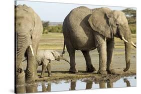 Elephant Calf and Herd-null-Stretched Canvas