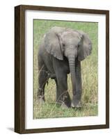 Elephant Calf Approach Full Bleed-Martin Fowkes-Framed Giclee Print