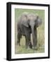 Elephant Calf Approach Full Bleed-Martin Fowkes-Framed Giclee Print