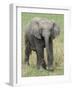 Elephant Calf Approach Full Bleed-Martin Fowkes-Framed Giclee Print