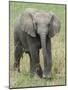 Elephant Calf Approach Full Bleed-Martin Fowkes-Mounted Giclee Print