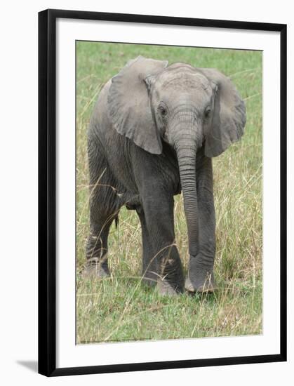 Elephant Calf Approach Full Bleed-Martin Fowkes-Framed Giclee Print