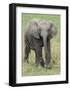 Elephant Calf Approach-Martin Fowkes-Framed Giclee Print