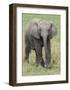 Elephant Calf Approach-Martin Fowkes-Framed Giclee Print