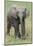 Elephant Calf Approach-Martin Fowkes-Mounted Giclee Print