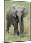 Elephant Calf Approach-Martin Fowkes-Mounted Giclee Print