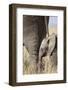 Elephant Calf Beside Adult in Masai Mara National Reserve-Paul Souders-Framed Photographic Print