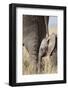 Elephant Calf Beside Adult in Masai Mara National Reserve-Paul Souders-Framed Photographic Print