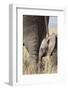 Elephant Calf Beside Adult in Masai Mara National Reserve-Paul Souders-Framed Photographic Print