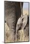 Elephant Calf Beside Adult in Masai Mara National Reserve-Paul Souders-Mounted Photographic Print