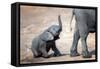 Elephant calf climbing out of the water hole in Hwange National Park, Zimbabwe, Africa-Karen Deakin-Framed Stretched Canvas