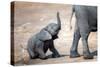 Elephant calf climbing out of the water hole in Hwange National Park, Zimbabwe, Africa-Karen Deakin-Stretched Canvas