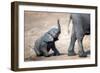 Elephant calf climbing out of the water hole in Hwange National Park, Zimbabwe, Africa-Karen Deakin-Framed Photographic Print