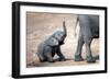 Elephant calf climbing out of the water hole in Hwange National Park, Zimbabwe, Africa-Karen Deakin-Framed Photographic Print