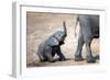 Elephant calf climbing out of the water hole in Hwange National Park, Zimbabwe, Africa-Karen Deakin-Framed Photographic Print