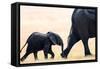 Elephant calf following mother, Hwange National Park, Zimbabwe, Africa-Karen Deakin-Framed Stretched Canvas