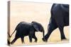 Elephant calf following mother, Hwange National Park, Zimbabwe, Africa-Karen Deakin-Stretched Canvas