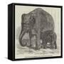 Elephant Calf, in the Menagerie of the Zoological Society, Regent'S-Park-null-Framed Stretched Canvas