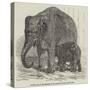 Elephant Calf, in the Menagerie of the Zoological Society, Regent'S-Park-null-Stretched Canvas