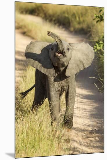 Elephant Calf, Sabi Sabi Reserve, South Africa-Paul Souders-Mounted Premium Photographic Print