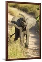 Elephant Calf, Sabi Sabi Reserve, South Africa-Paul Souders-Framed Photographic Print