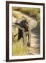 Elephant Calf, Sabi Sabi Reserve, South Africa-Paul Souders-Framed Photographic Print