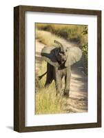 Elephant Calf, Sabi Sabi Reserve, South Africa-Paul Souders-Framed Photographic Print