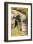 Elephant Calf, Sabi Sabi Reserve, South Africa-Paul Souders-Framed Photographic Print