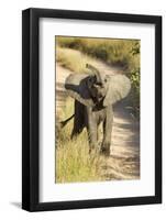 Elephant Calf, Sabi Sabi Reserve, South Africa-Paul Souders-Framed Photographic Print