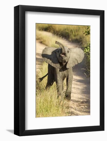 Elephant Calf, Sabi Sabi Reserve, South Africa-Paul Souders-Framed Photographic Print