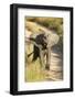 Elephant Calf, Sabi Sabi Reserve, South Africa-Paul Souders-Framed Photographic Print