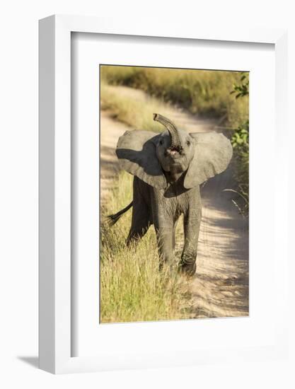 Elephant Calf, Sabi Sabi Reserve, South Africa-Paul Souders-Framed Photographic Print