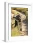Elephant Calf, Sabi Sabi Reserve, South Africa-Paul Souders-Framed Photographic Print