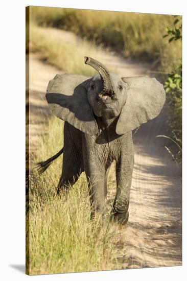 Elephant Calf, Sabi Sabi Reserve, South Africa-Paul Souders-Stretched Canvas