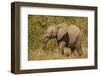 Elephant Calf, South Africa-Michele Westmorland-Framed Photographic Print