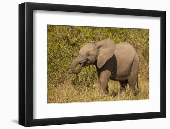 Elephant Calf, South Africa-Michele Westmorland-Framed Photographic Print