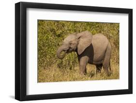 Elephant Calf, South Africa-Michele Westmorland-Framed Photographic Print