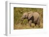 Elephant Calf, South Africa-Michele Westmorland-Framed Photographic Print