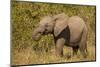 Elephant Calf, South Africa-Michele Westmorland-Mounted Photographic Print