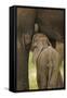 Elephant Calf Suckling-Martin Harvey-Framed Stretched Canvas