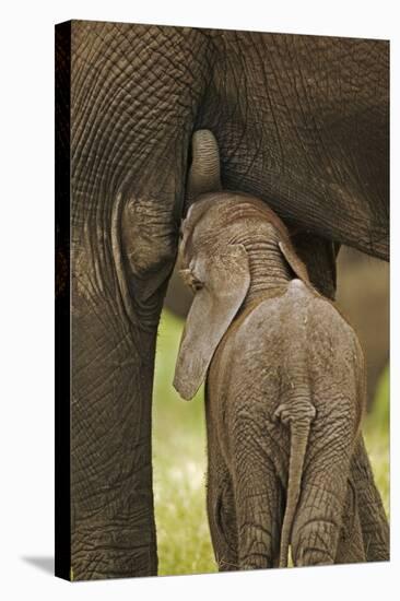 Elephant Calf Suckling-Martin Harvey-Stretched Canvas