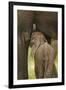 Elephant Calf Suckling-Martin Harvey-Framed Photographic Print