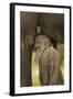 Elephant Calf Suckling-Martin Harvey-Framed Photographic Print