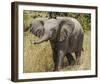 Elephant Calf Trumpet Full Bleed-Martin Fowkes-Framed Giclee Print