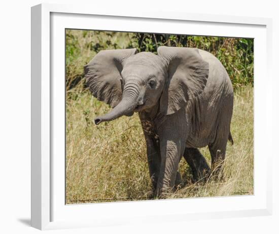 Elephant Calf Trumpet Full Bleed-Martin Fowkes-Framed Giclee Print