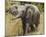 Elephant Calf Trumpet Full Bleed-Martin Fowkes-Mounted Giclee Print