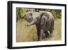 Elephant Calf Trumpet-Martin Fowkes-Framed Giclee Print