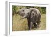 Elephant Calf Trumpet-Martin Fowkes-Framed Giclee Print