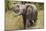 Elephant Calf Trumpet-Martin Fowkes-Mounted Giclee Print